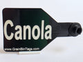 Canola